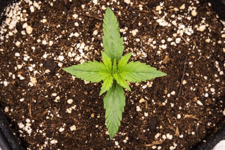 Pink Runtz - Farm #23. Week 1 - Pink Runtz - Day 1.