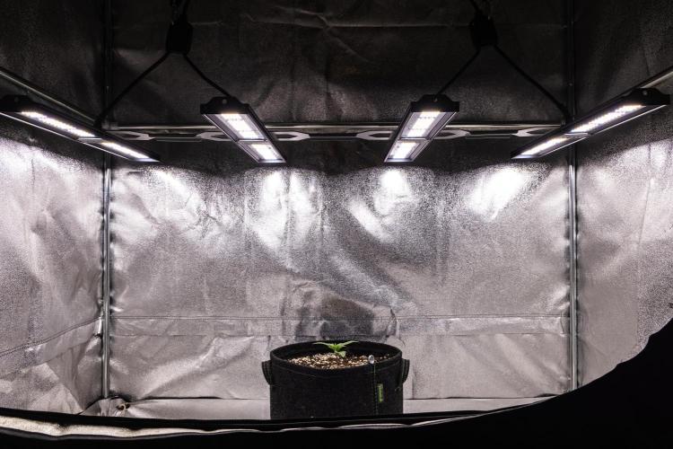 Pink Runtz - Farm #23. Week 1 - Pink Runtz - Day 1.