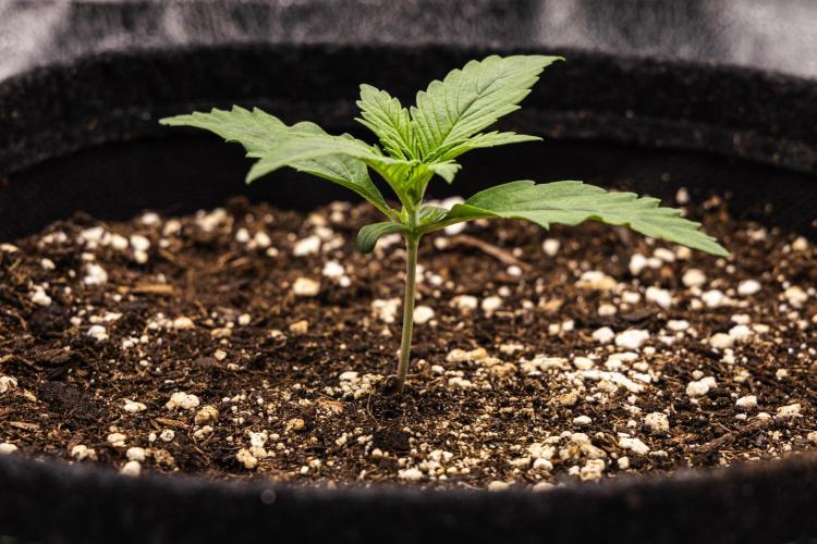 Pink Runtz - Farm #23. Week 1 - Pink Runtz - Day 1.