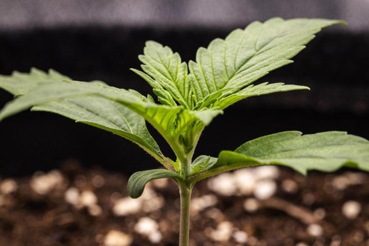 Pink Runtz - Farm #23. Week 1 - Pink Runtz - Day 1.