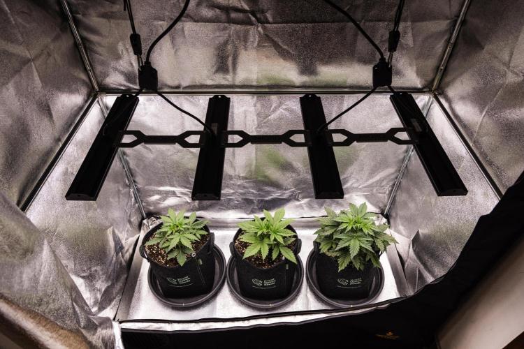 Pink Runtz - Farm #23. Week 1 - Butterflies Little Farm - Week 1.