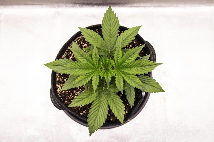 Pink Runtz - Farm #23. Week 1 - Pink Runtz - Day 7.