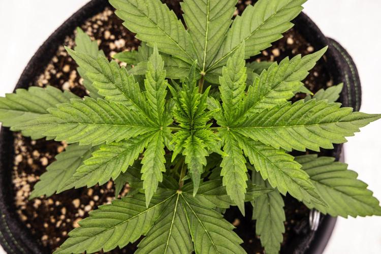 Pink Runtz - Farm #23. Week 1 - Pink Runtz - Day 7.