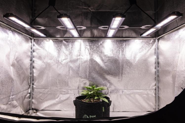 Pink Runtz - Farm #23. Week 1 - Pink Runtz - Day 7.