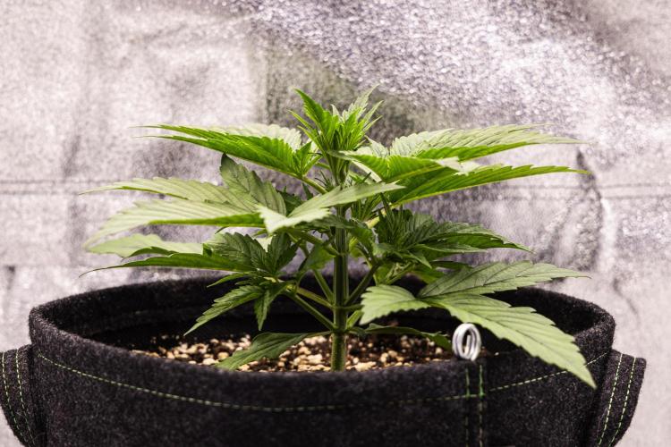 Pink Runtz - Farm #23. Week 1 - Pink Runtz - Day 7.