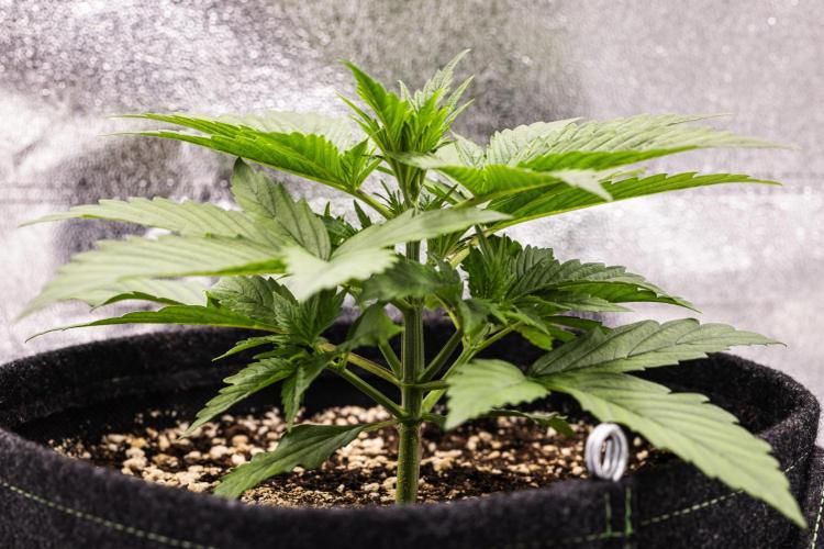 Pink Runtz - Farm #23. Week 1 - Pink Runtz - Day 7.