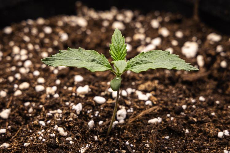 Wedding Cake - Farm #23. Week 1 - Wedding Cake - Day 1.