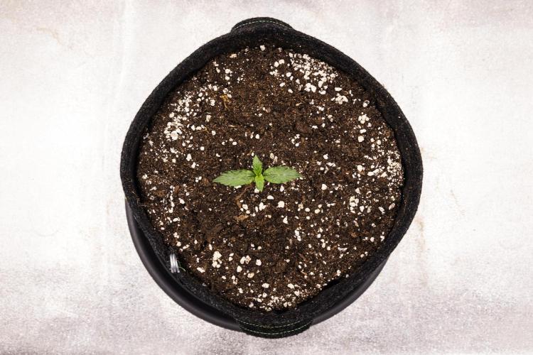 Wedding Cake - Farm #23. Week 1 - Wedding Cake - Day 1.