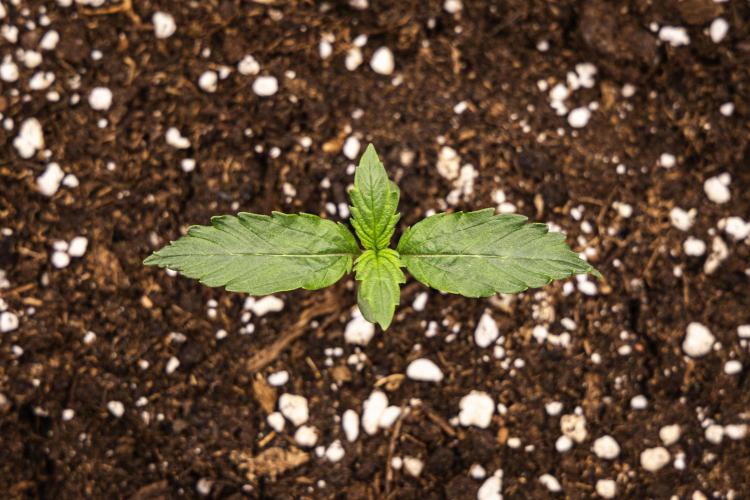 Wedding Cake - Farm #23. Week 1 - Wedding Cake - Day 1.