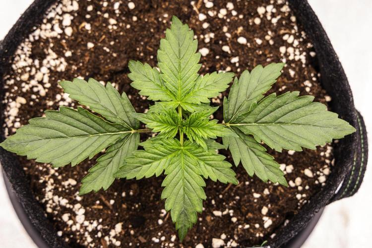 Wedding Cake - Farm #23. Week 1 - Wedding Cake - Day 7.