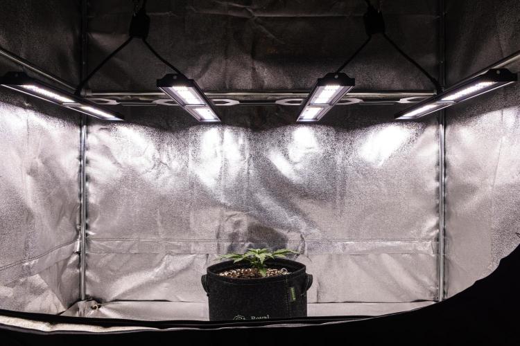 Wedding Cake - Farm #23. Week 1 - Wedding Cake - Day 7.