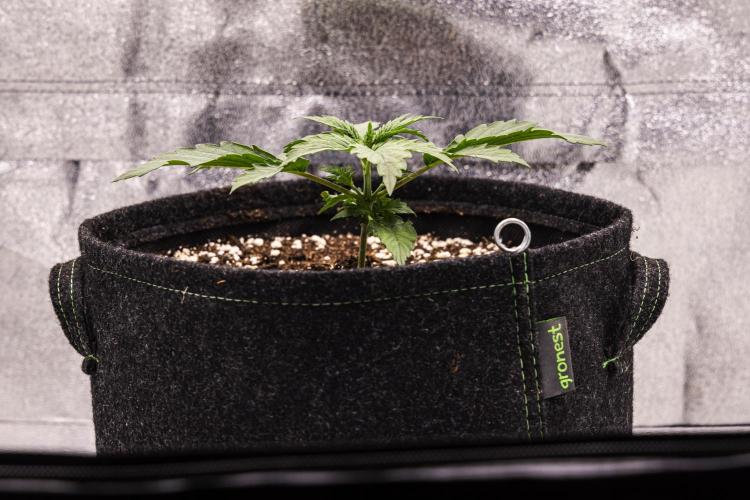 Wedding Cake - Farm #23. Week 1 - Wedding Cake - Day 7.