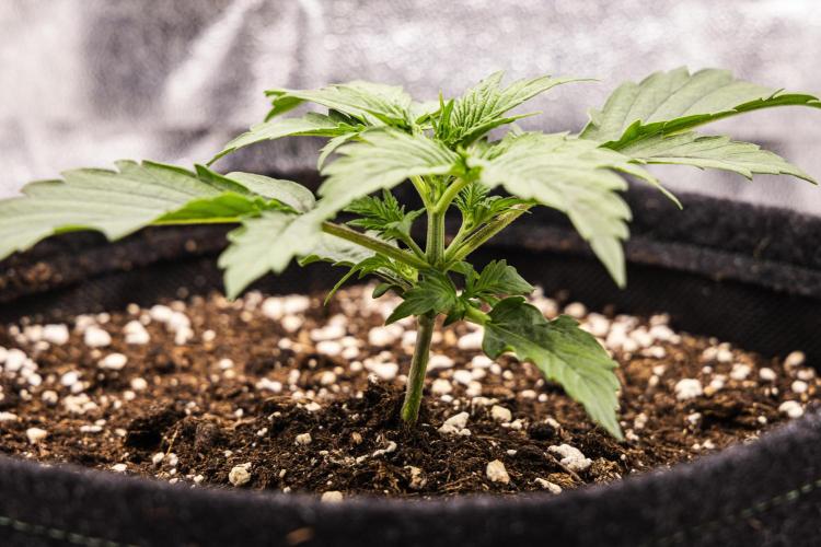 Wedding Cake - Farm #23. Week 1 - Wedding Cake - Day 7.