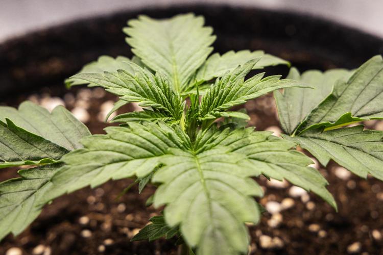 Wedding Cake - Farm #23. Week 1 - Wedding Cake - Day 7.