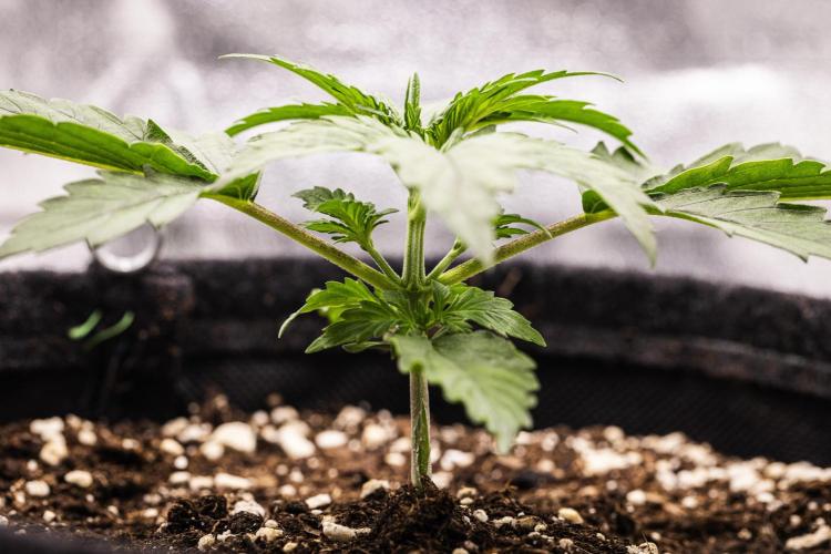 Wedding Cake - Farm #23. Week 1 - Wedding Cake - Day 7.