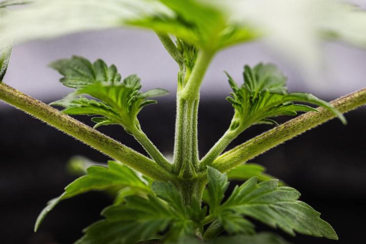 Wedding Cake - Farm #23. Week 1 - Wedding Cake - Day 7.