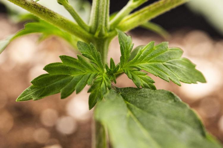 Wedding Cake - Farm #23. Week 1 - Wedding Cake - Day 7.