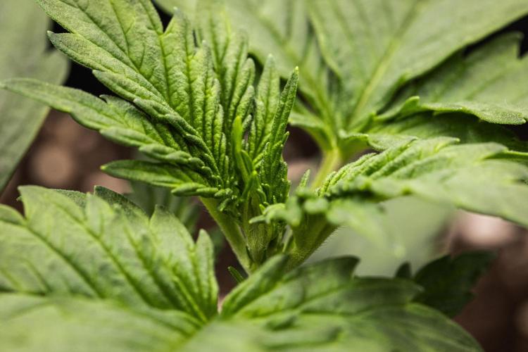 Wedding Cake - Farm #23. Week 1 - Wedding Cake - Day 7.