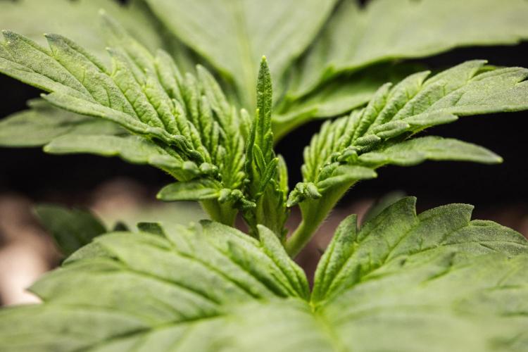 Wedding Cake - Farm #23. Week 1 - Wedding Cake - Day 7.