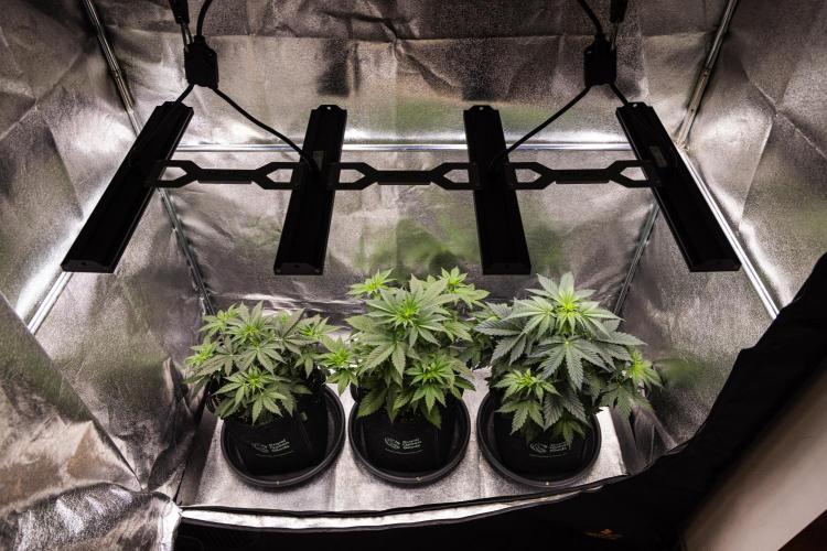 Pink Runtz - Farm #23. Week 2 - Butterflies Little Farm - Week 2.