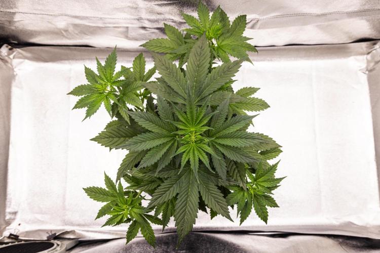 Pink Runtz - Farm #23. Week 2 - Pink Runtz - Day 14.
