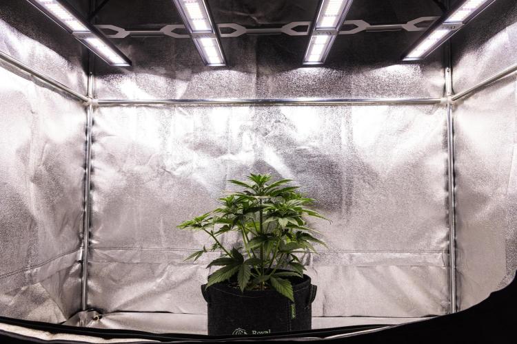 Pink Runtz - Farm #23. Week 2 - Pink Runtz - Day 14.