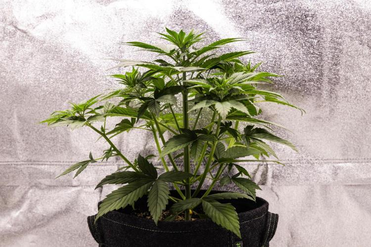 Pink Runtz - Farm #23. Week 2 - Pink Runtz - Day 14.
