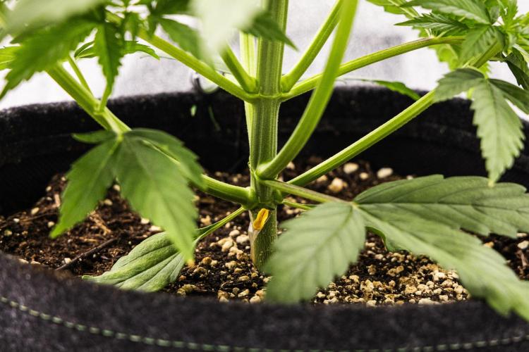 Pink Runtz - Farm #23. Week 2 - Pink Runtz - Day 14.