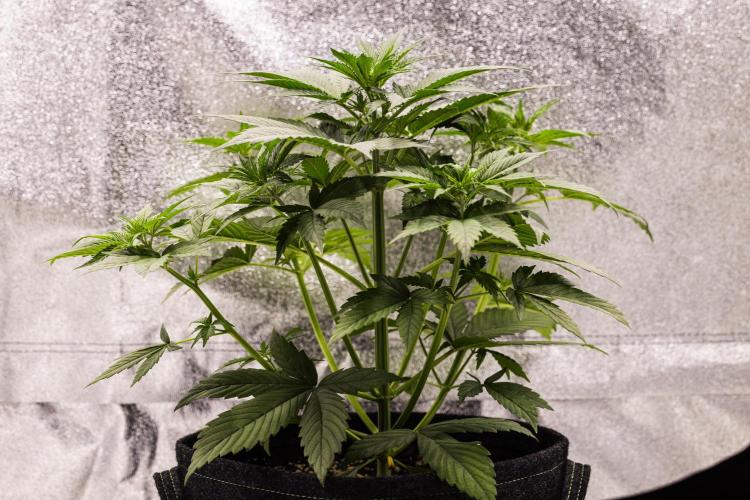 Pink Runtz - Farm #23. Week 2 - Pink Runtz - Day 14.