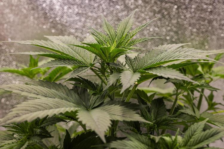 Pink Runtz - Farm #23. Week 2 - Pink Runtz - Day 14.