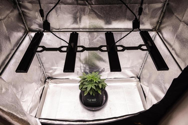 Wedding Cake - Farm #23. Week 2 - Wedding Cake - Day 14.