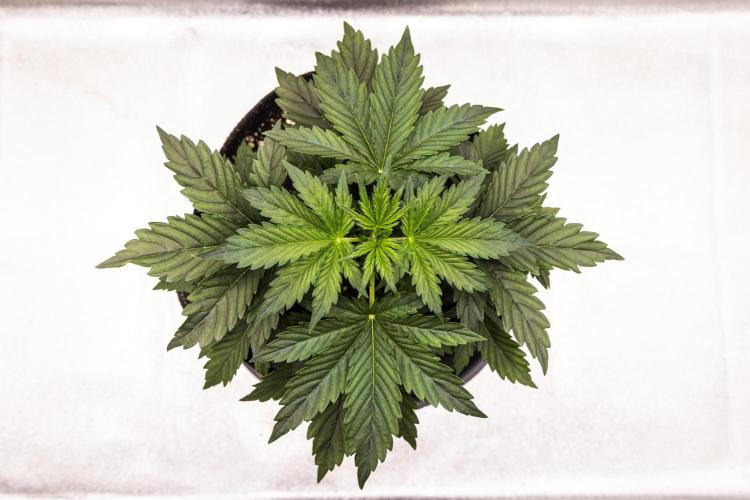 Wedding Cake - Farm #23. Week 2 - Wedding Cake - Day 14.