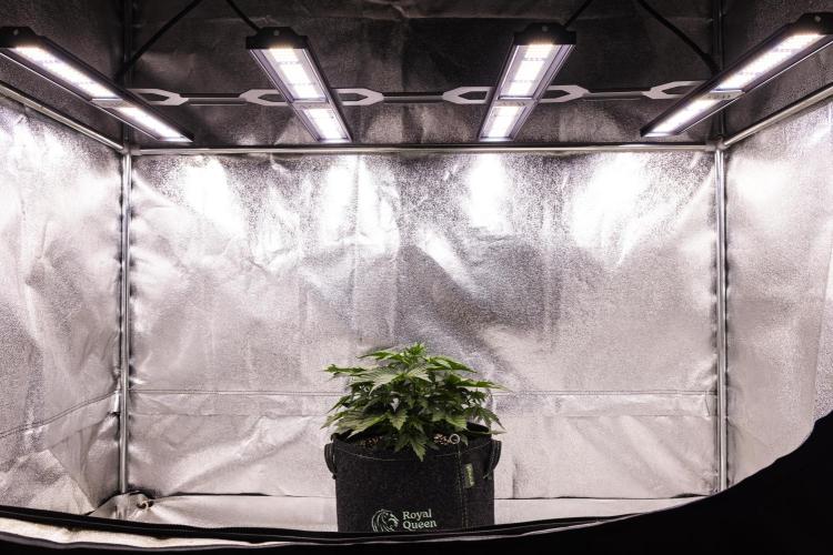 Wedding Cake - Farm #23. Week 2 - Wedding Cake - Day 14.