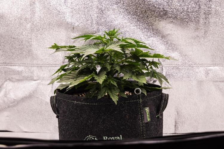 Wedding Cake - Farm #23. Week 2 - Wedding Cake - Day 14.