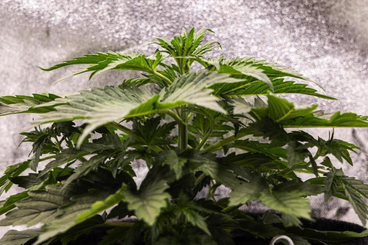 Wedding Cake - Farm #23. Week 2 - Wedding Cake - Day 14.