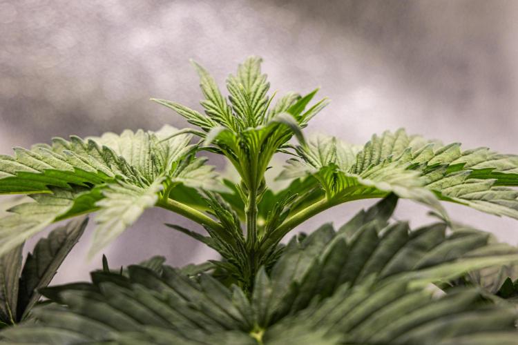 Wedding Cake - Farm #23. Week 2 - Wedding Cake - Day 14.