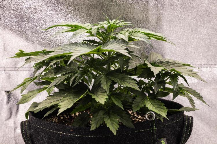 Wedding Cake - Farm #23. Week 2 - Wedding Cake - Day 14.