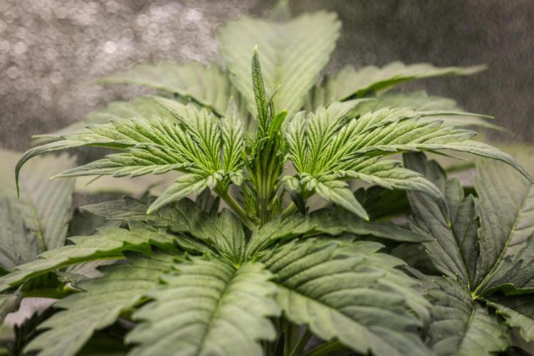 Wedding Cake - Farm #23. Week 2 - Wedding Cake - Day 14.