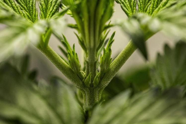 Wedding Cake - Farm #23. Week 2 - Wedding Cake - Day 14.
