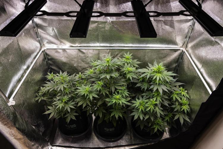 Grape Ape - Farm #23. Week 3 - Butterflies Little Farm - Week 3.