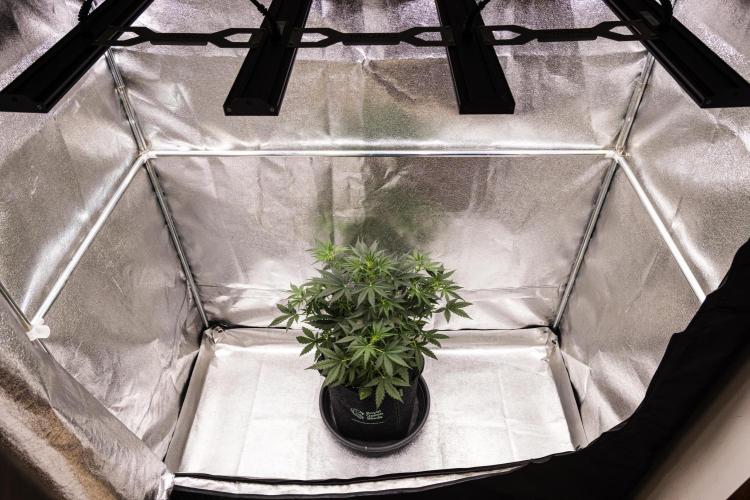 Grape Ape - Farm #23. Week 3 - Grape Ape - Day 21.