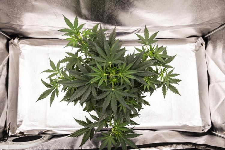 Grape Ape - Farm #23. Week 3 - Grape Ape - Day 21.