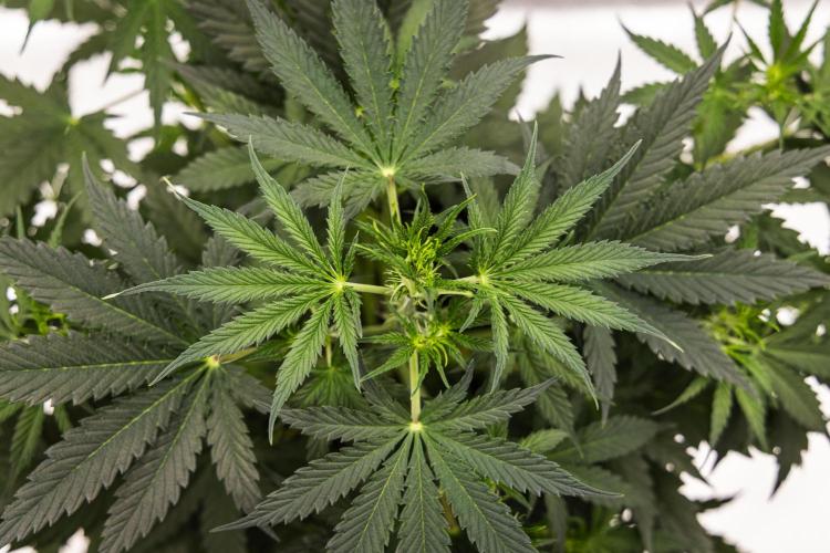 Grape Ape - Farm #23. Week 3 - Grape Ape - Day 21.