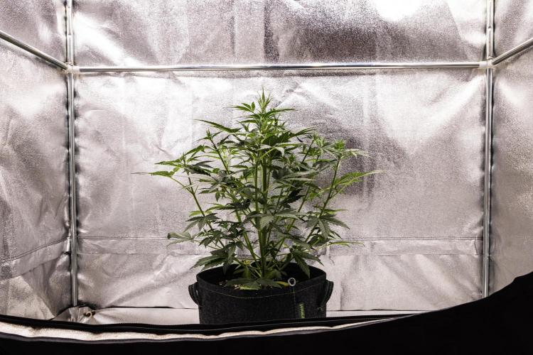 Grape Ape - Farm #23. Week 3 - Grape Ape - Day 21.