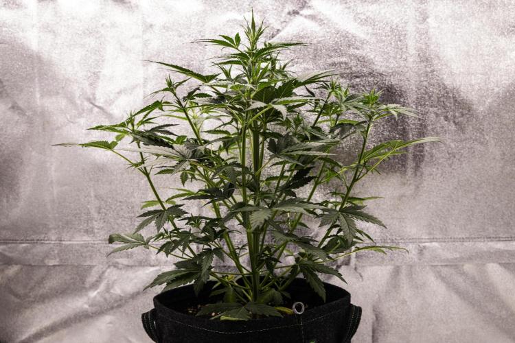 Grape Ape - Farm #23. Week 3 - Grape Ape - Day 21.