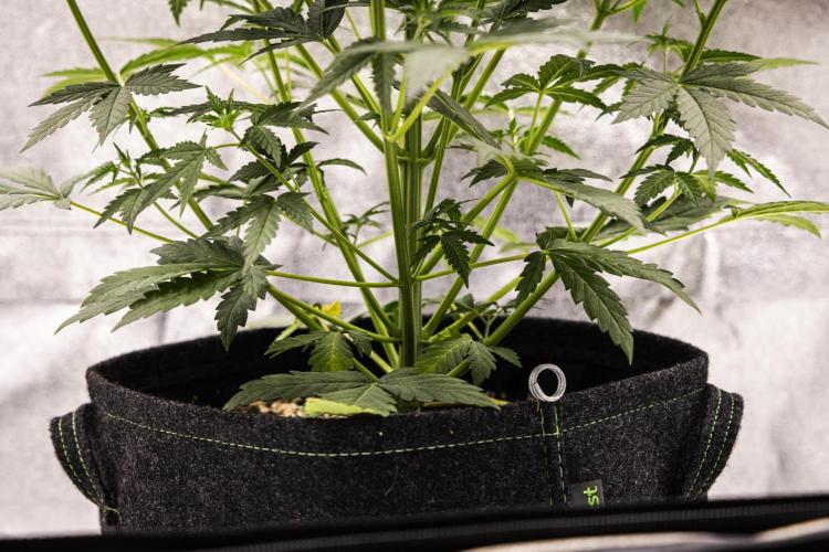 Grape Ape - Farm #23. Week 3 - Grape Ape - Day 21.