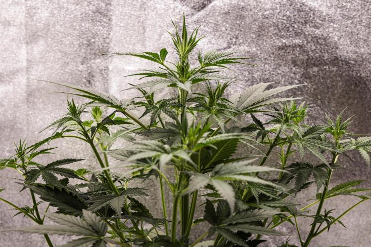 Grape Ape - Farm #23. Week 3 - Grape Ape - Day 21.