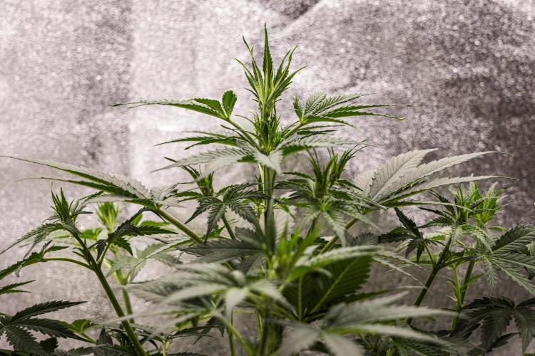 Grape Ape - Farm #23. Week 3 - Grape Ape - Day 21.