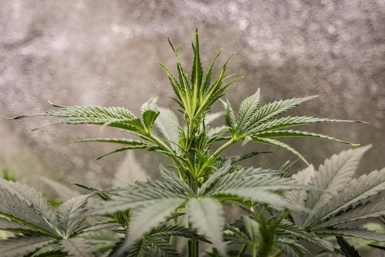 Grape Ape - Farm #23. Week 3 - Grape Ape - Day 21.