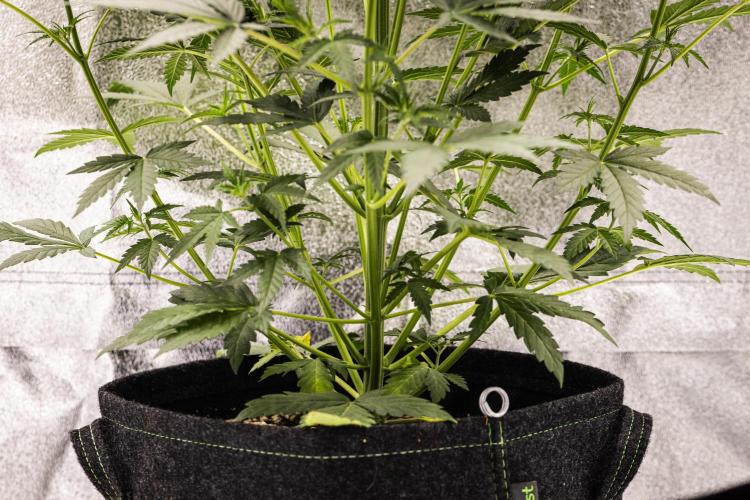 Grape Ape - Farm #23. Week 3 - Grape Ape - Day 21.